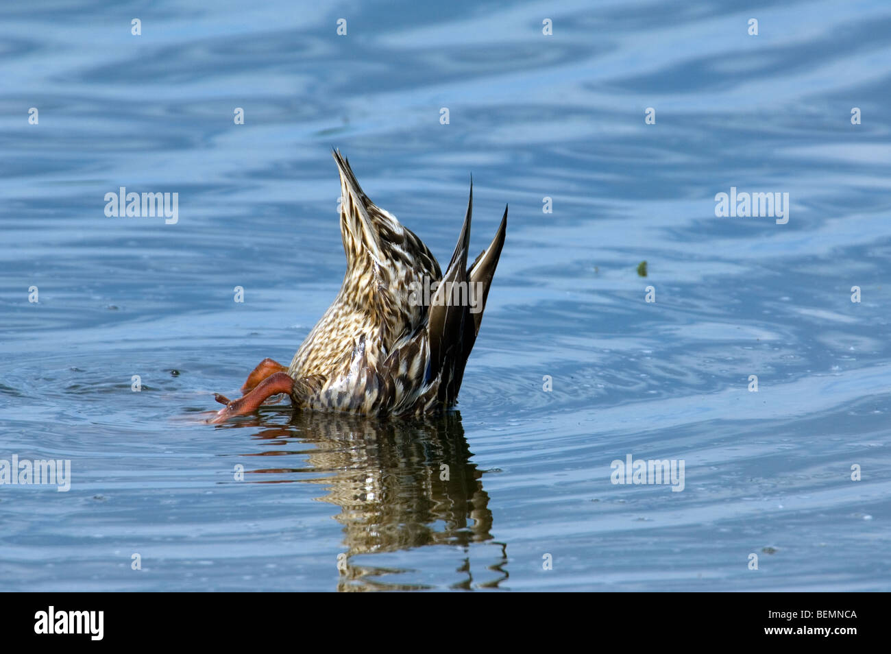 Mallard / Wild duck (Anas platyrhynchos) female feeding upended in water of lake Stock Photo