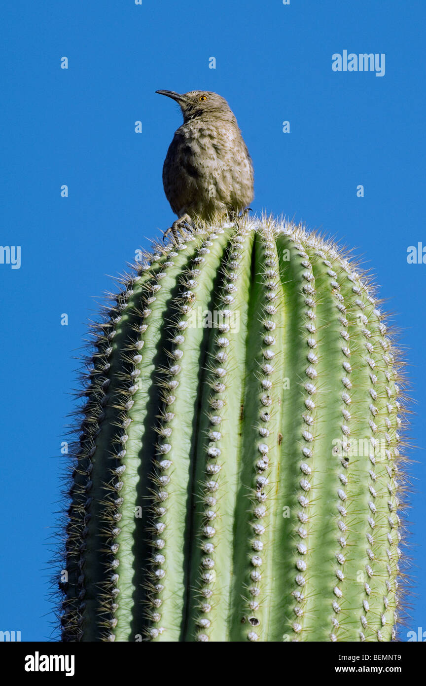 Curve-billed Thrasher (Toxostoma curvirostre) perched on saguaro cactus in the Sonoran desert, Arizona, US Stock Photo