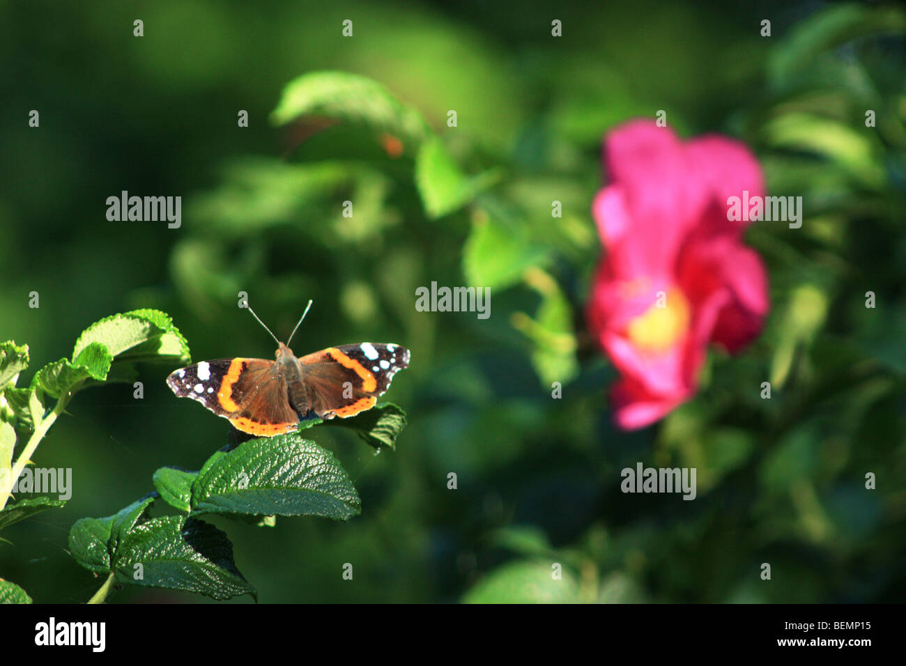 Red Admiral Butterfly sitting on a Dog Rose bush, Rügen Island, Germany Stock Photo