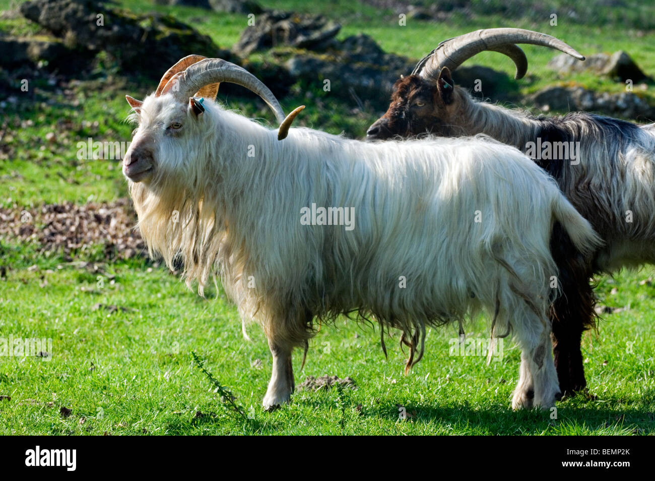 Domestic goats (Capra hircus), Belgium Stock Photo