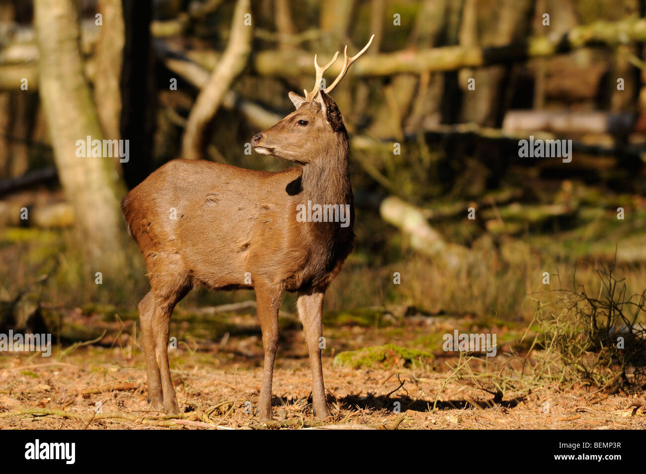 Japanese Sika Deer Cervus nippon stag ( Male) Wild in Dorset, England Stock Photo
