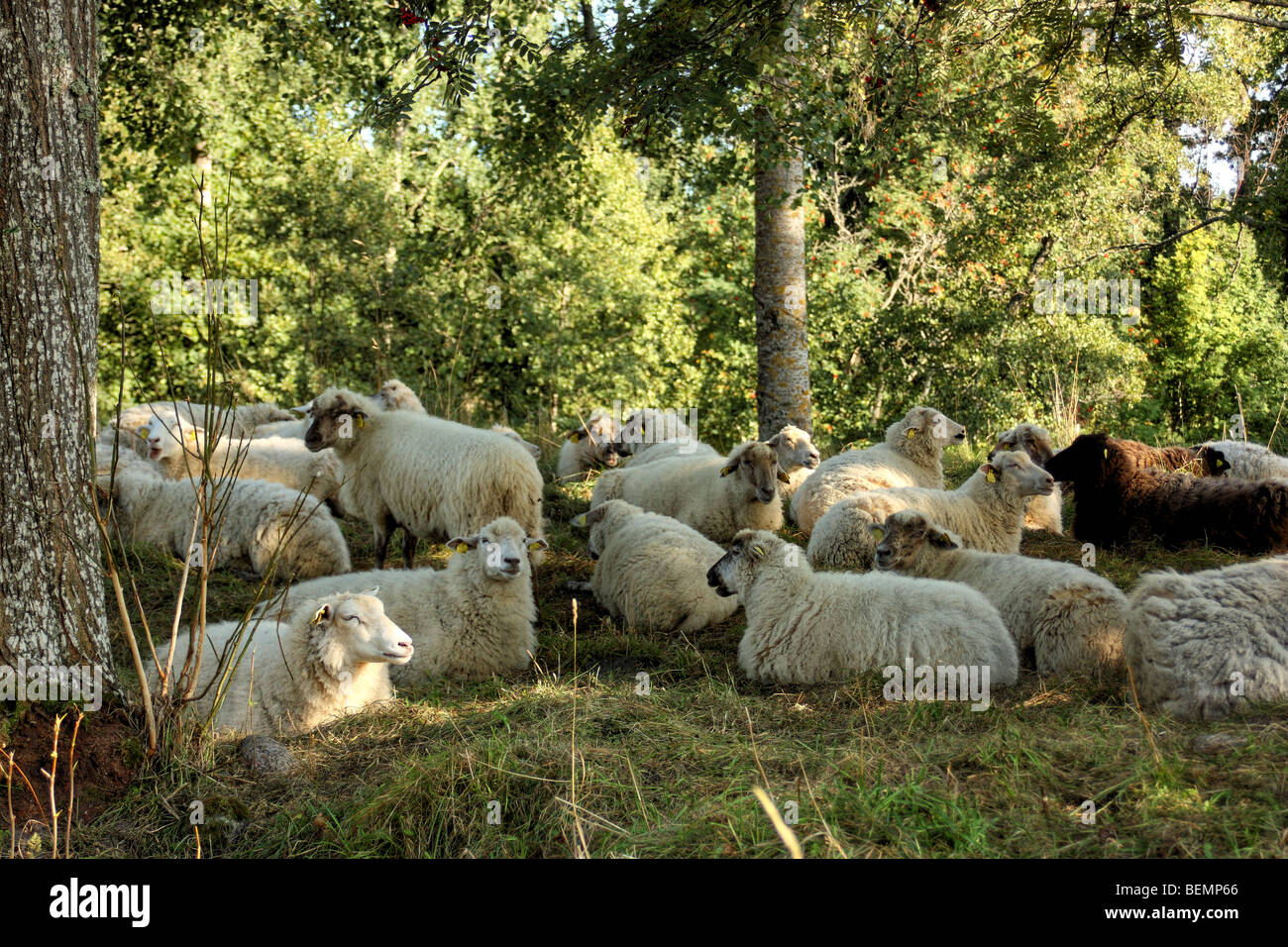 A flock of sheep resting in the shadow, Sweden Stock Photo - Alamy