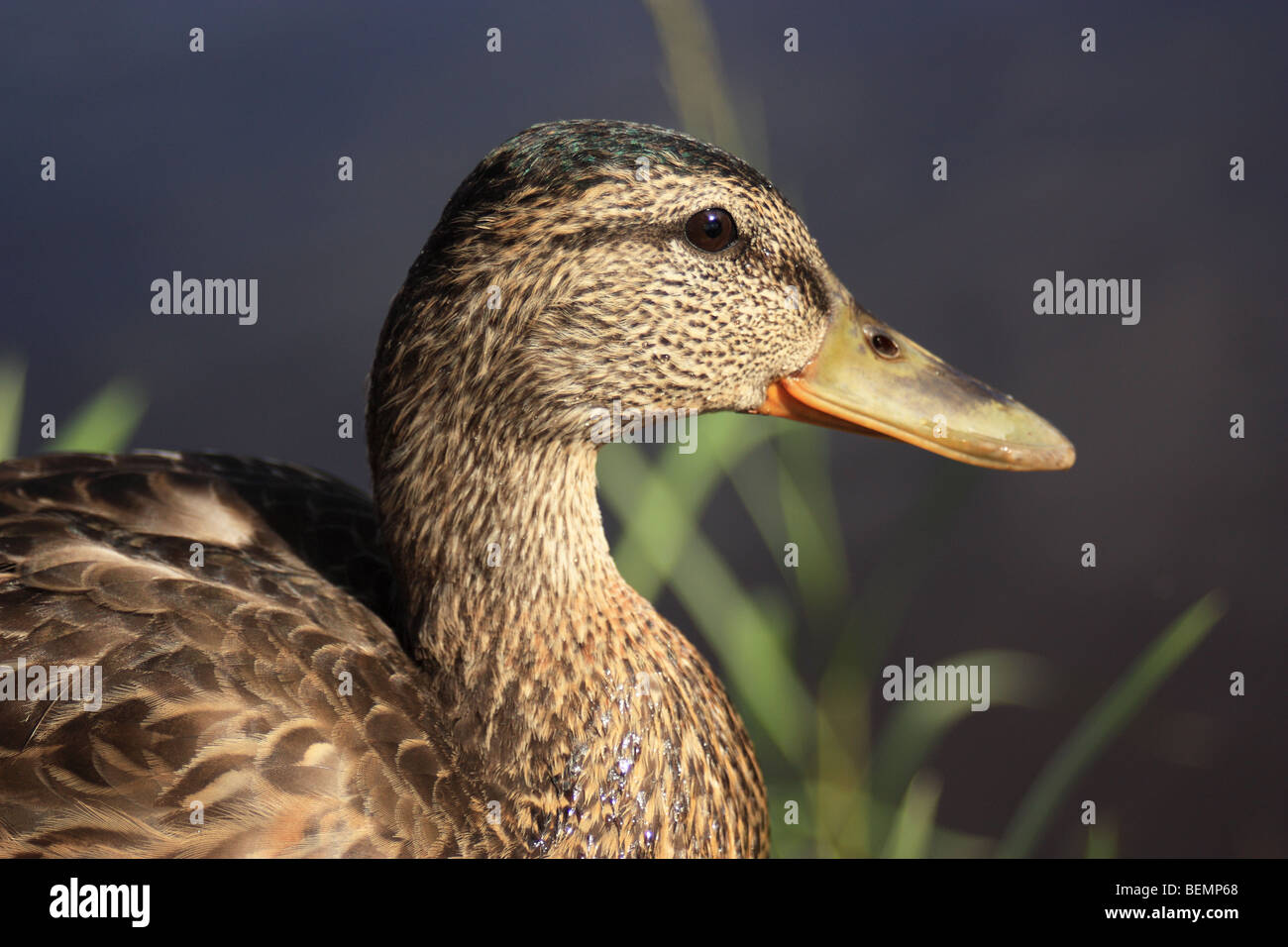 Female mallard duck (Anas platyrhynchos) Stock Photo