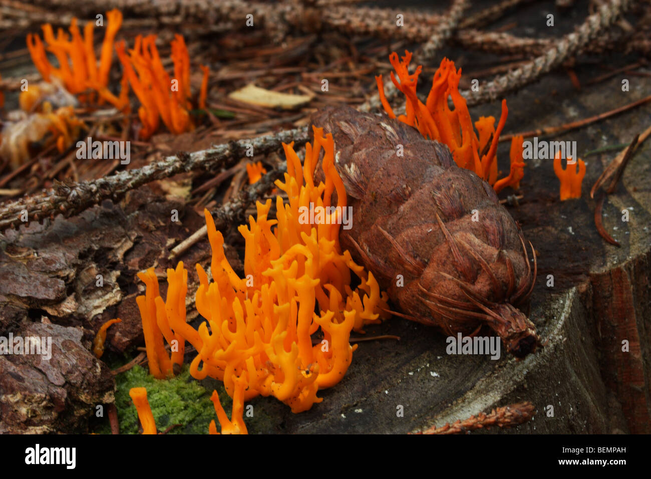 Yellow Stagshorn Fungus (Calocera viscosa), Germany. Stock Photo