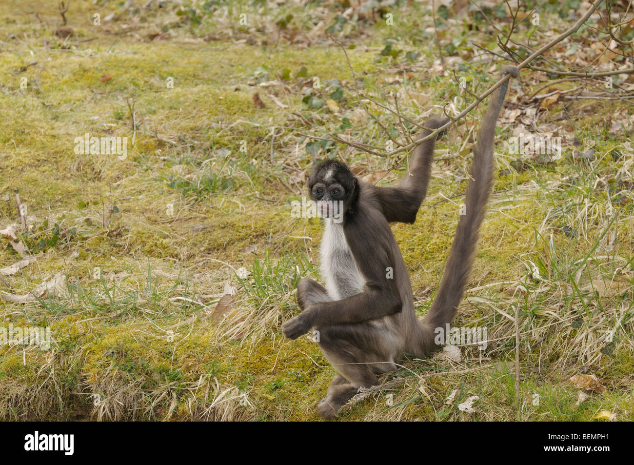 White-bellied Spider Monkey Ateles belzebuth Captive Stock Photo