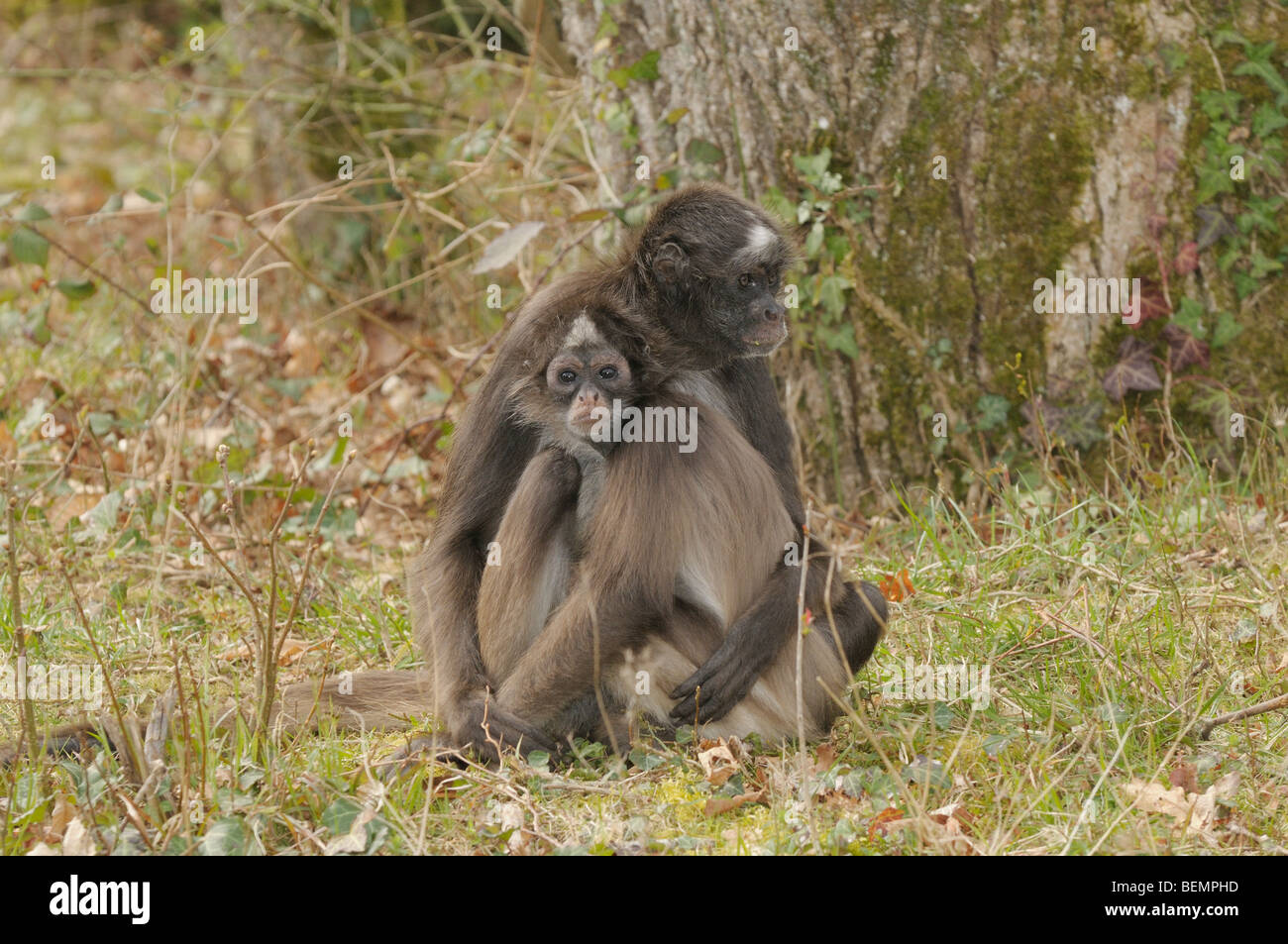 White-bellied Spider Monkey Ateles belzebuth Female and baby Captive