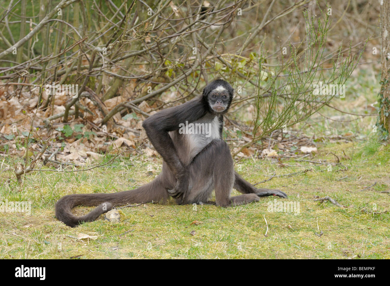 White-bellied Spider Monkey Ateles belzebuth Captive Stock Photo