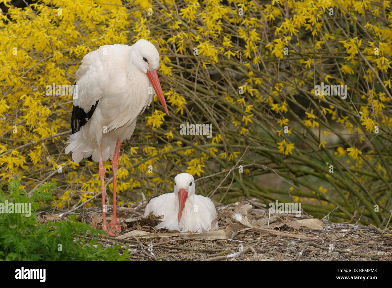White Stork Ciconia ciconia Pair nesting Photographed in Spain Stock Photo