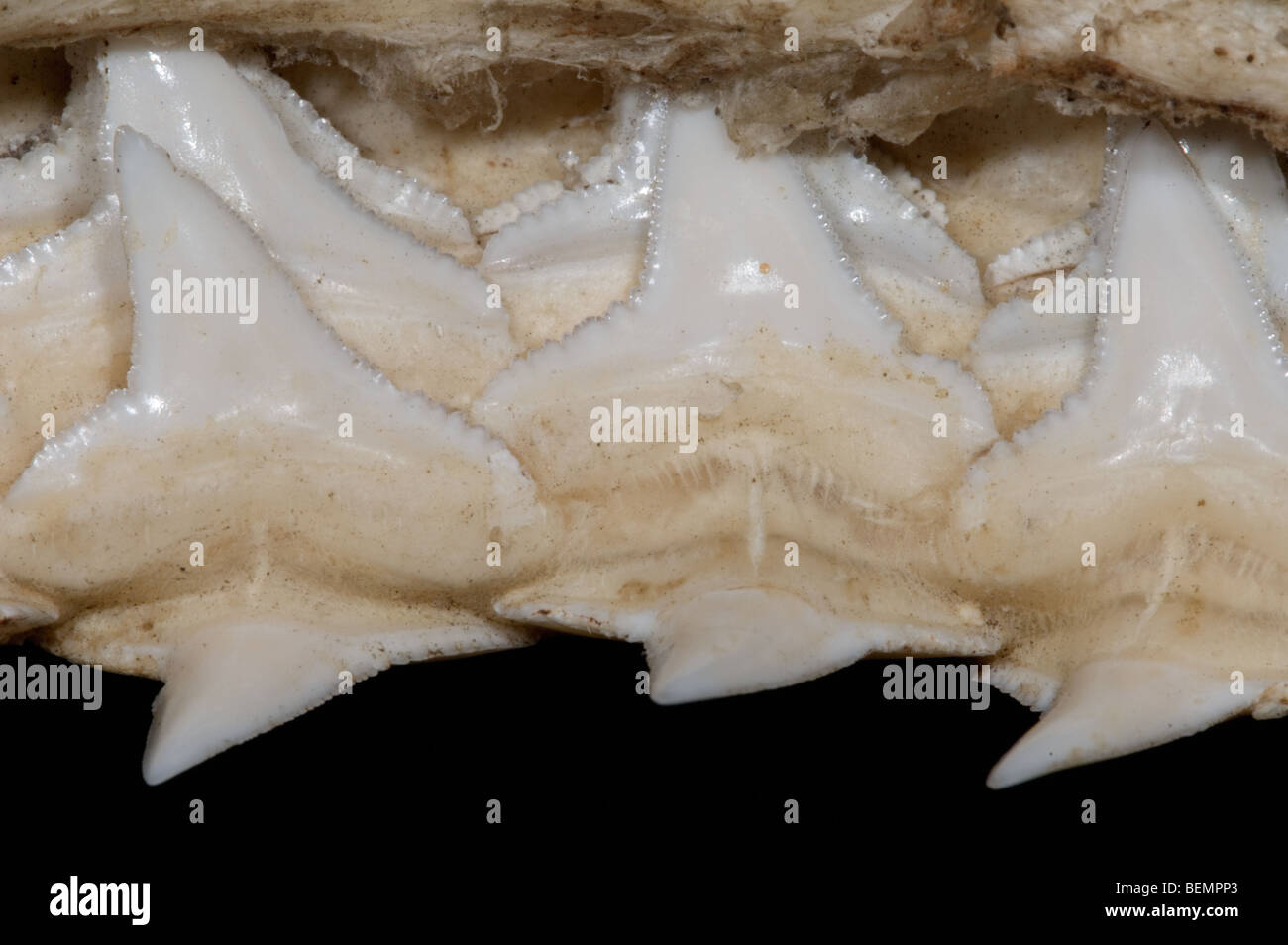 Shark upper jaw showing multiple layers of serrated teeth, Madagascar Stock Photo