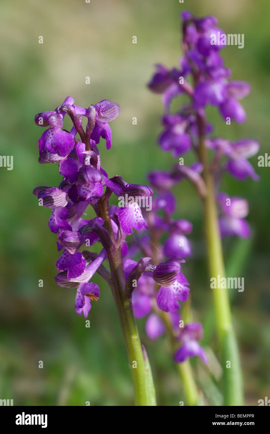 Green winged orchid (Orchis morio), La Brenne, France Stock Photo