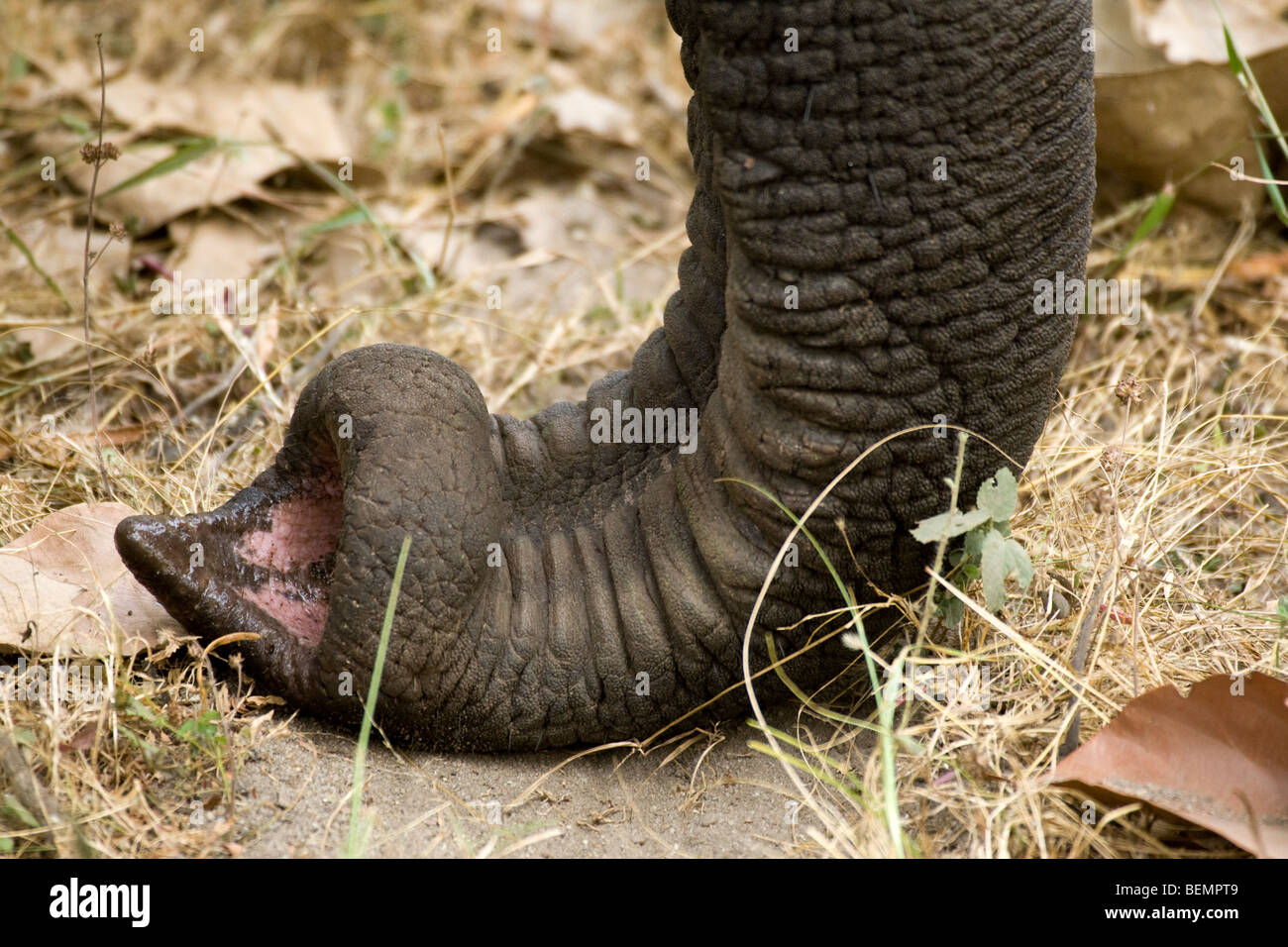 Trunk, Asian Elephant, Bandhavgarh National Park, India Stock Photo
