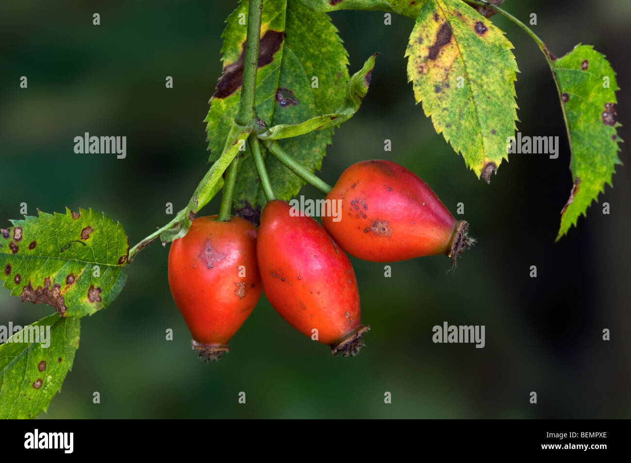 Dog rose (Rosa canina) with red rose hips / rose haws / rose heps in