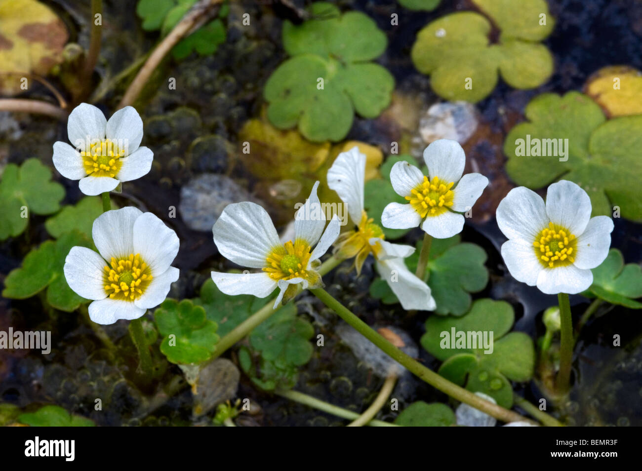 Pond water crowfoot / pond water-crowfoot (Ranunculus peltatus) in flower in stream Stock Photo