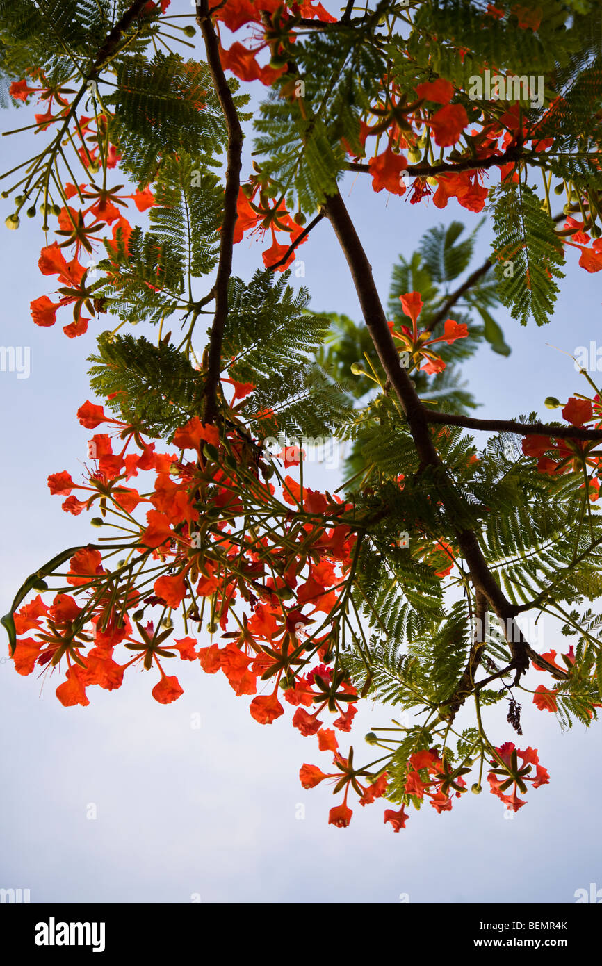 Close up of flowering Royal Poinciana tree branch against blue sky at Playas del Coco, Costa Rica. Stock Photo