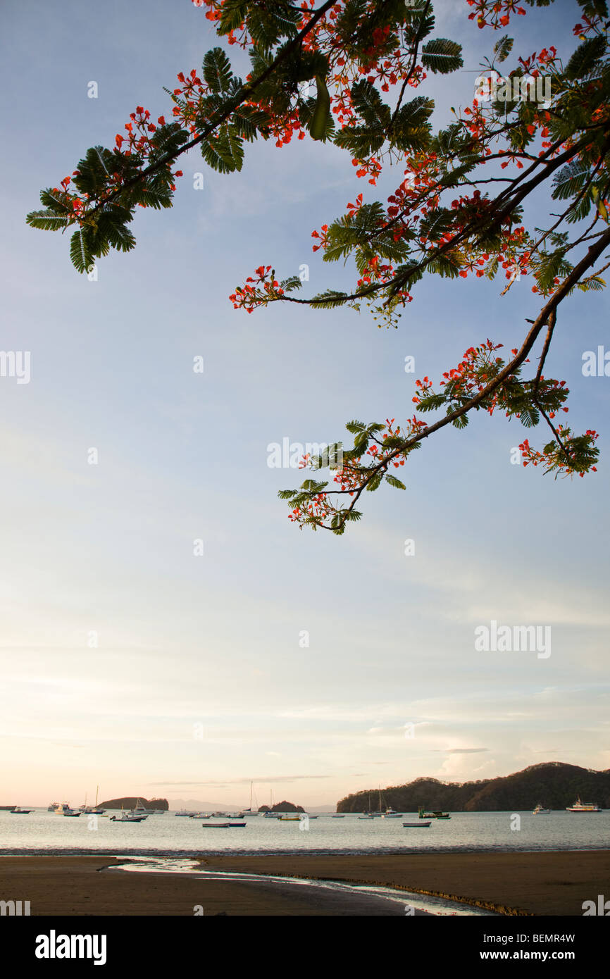 Seascape of estuary with Royal Poinciana tree and boats in background at Playas del Coco, Costa Rica. Stock Photo