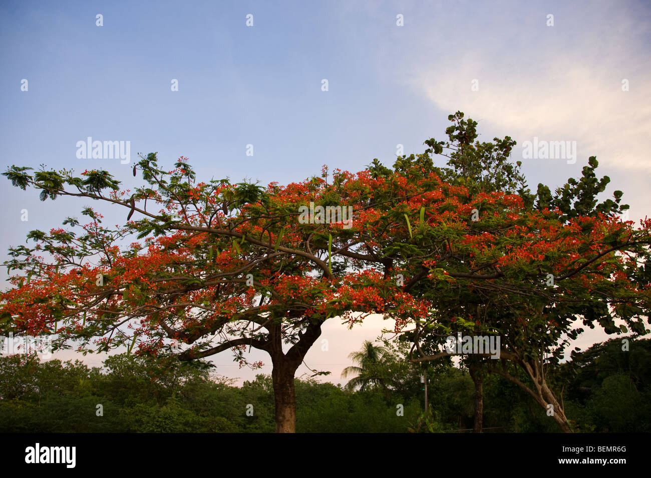 Flowering Poinciana trees and blue sky at Playas del Coco, Costa Rica