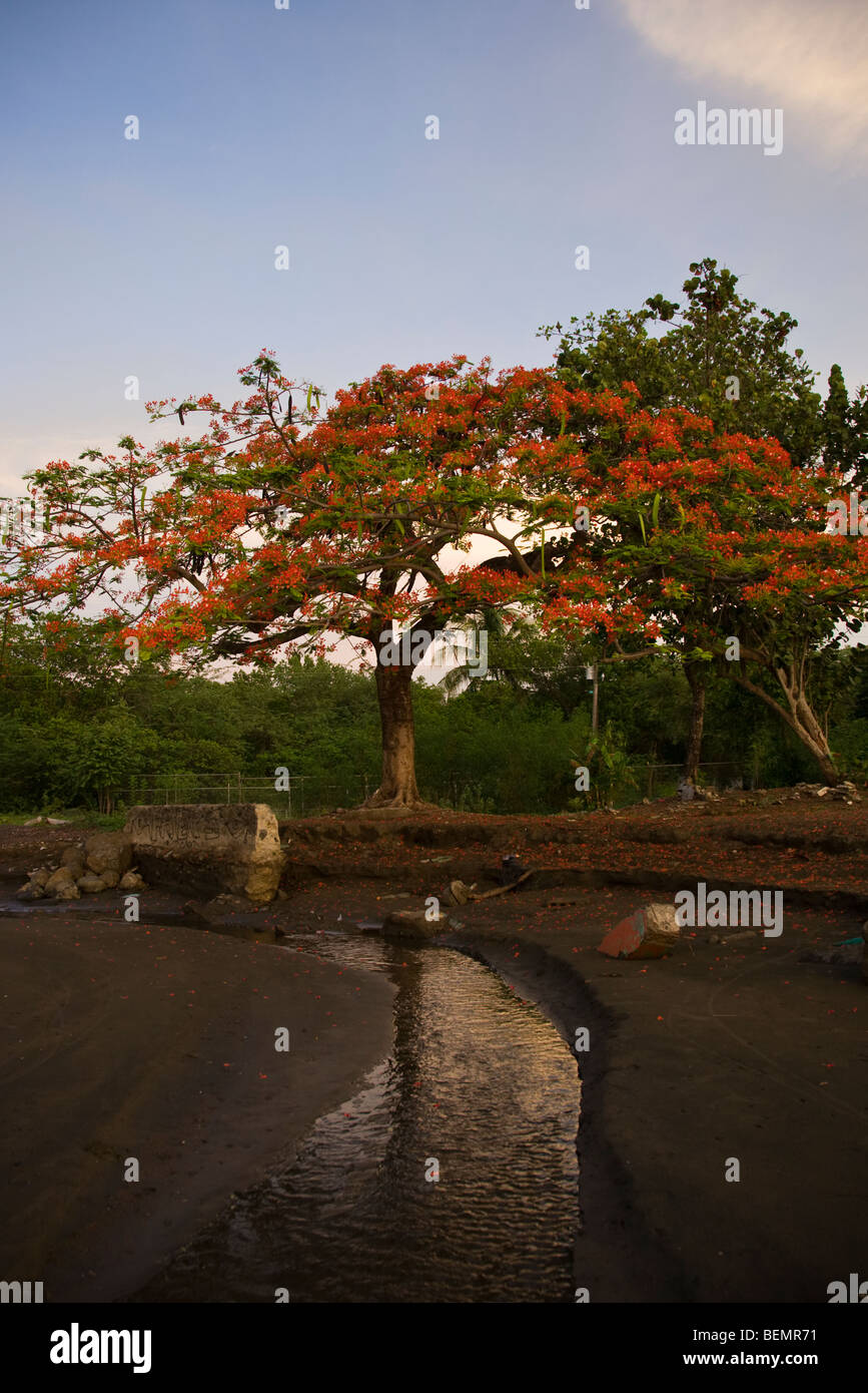 Estuary stream with flowering Poinciana tree in background at Playas