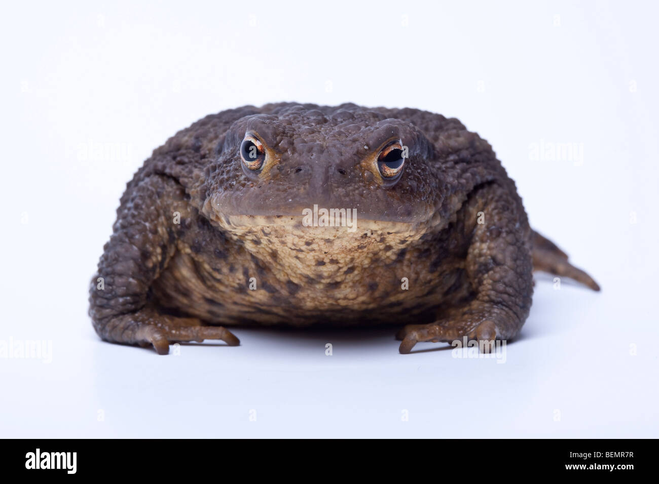 Common Toad on white background Stock Photo