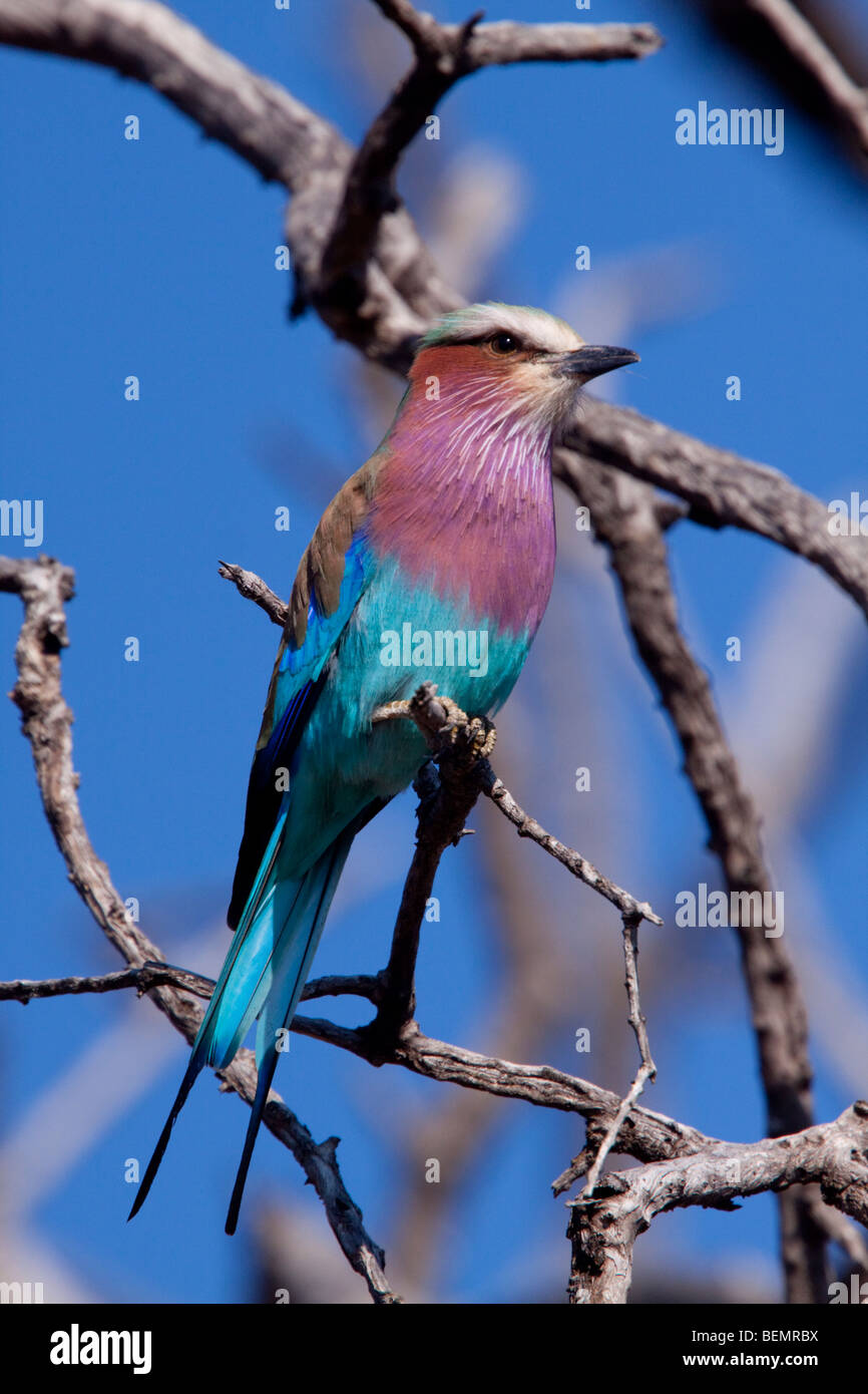 Lilac-breasted Roller (Coracias Caudatus). Balule Private Nature Reserve. Greater Kruger National Park, South Africa. Stock Photo