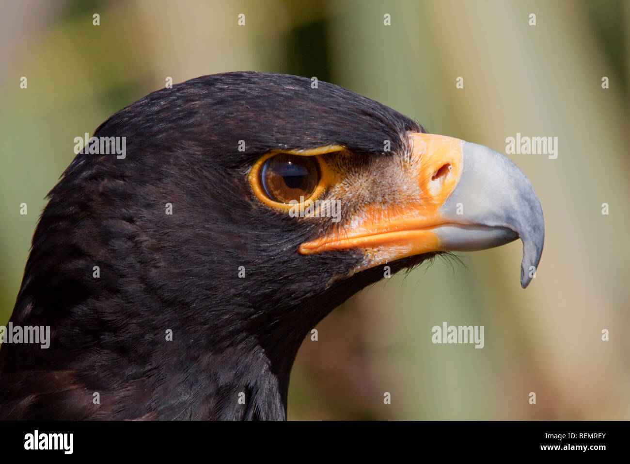 African Black Eagle High Resolution Stock Photography and Images Alamy