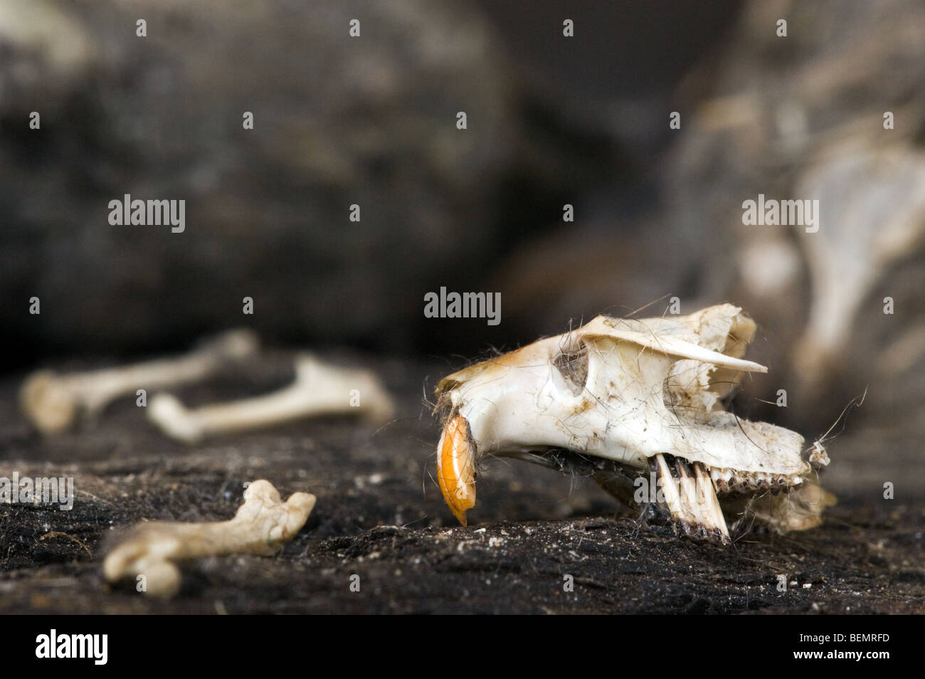 Skull and bones from mice found in regurgitated Barn owl (Tyto alba) pellets Stock Photo