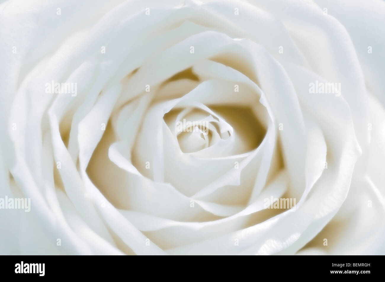 White rosebud hi-res stock photography and images - Alamy