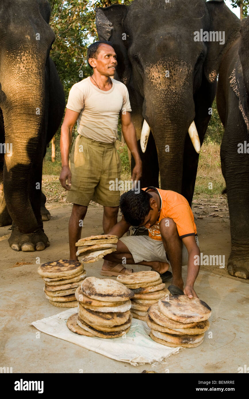 Mahout feeding chapatis to Asian Elephants, Kanha National Park, India