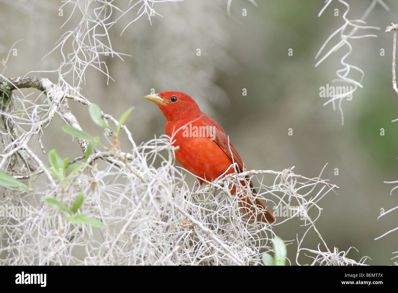 Spanish Birds High Resolution Stock Photography and Images Alamy