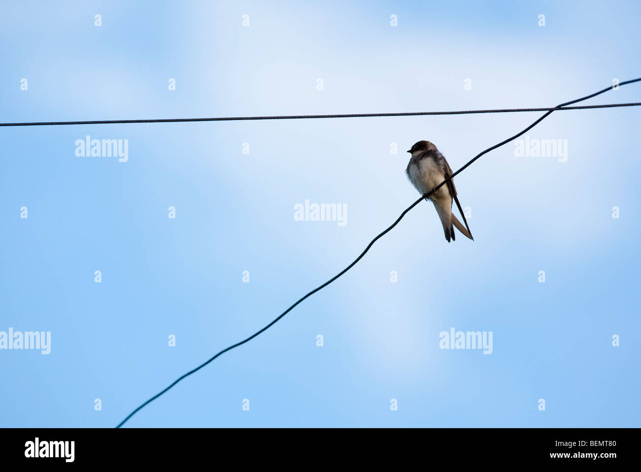 Young house martin swallow ( delichon urbica ) , Finland Stock Photo Alamy