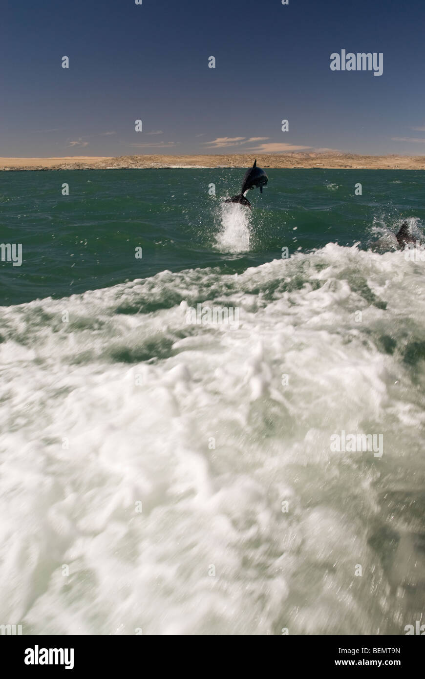 Dolphin jumping outside the water on the shores of Namibia, Luderitz, Africa. Stock Photo