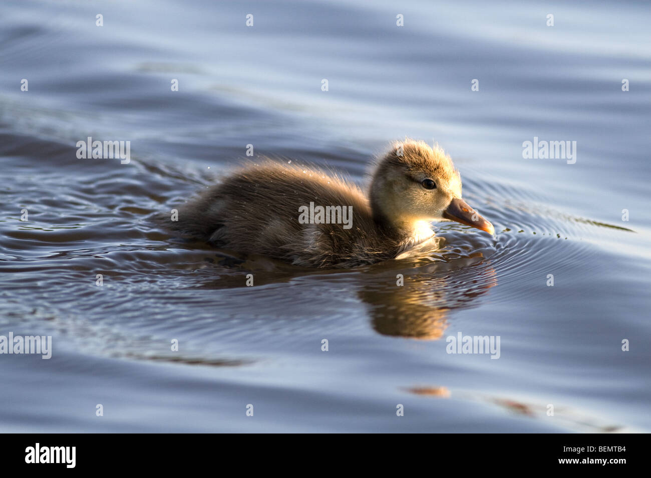 red crested pochard chick swimming Stock Photo - Alamy