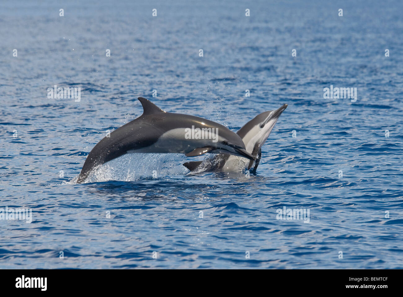 Short-beaked Common Dolphin, Delphinus delphis. Costa Rica, Pacific Ocean. Stock Photo