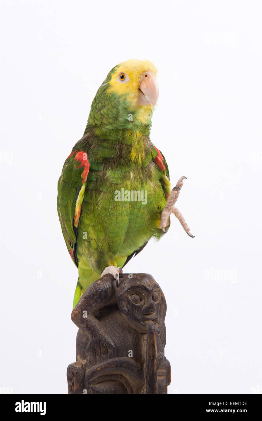 Parrot faded jeans with embroidered flower knee patches photographed on a  white background Stock Photo - Alamy