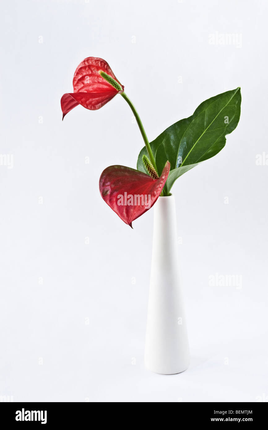 Anthurium Flowers in white Vase Stock Photo - Alamy