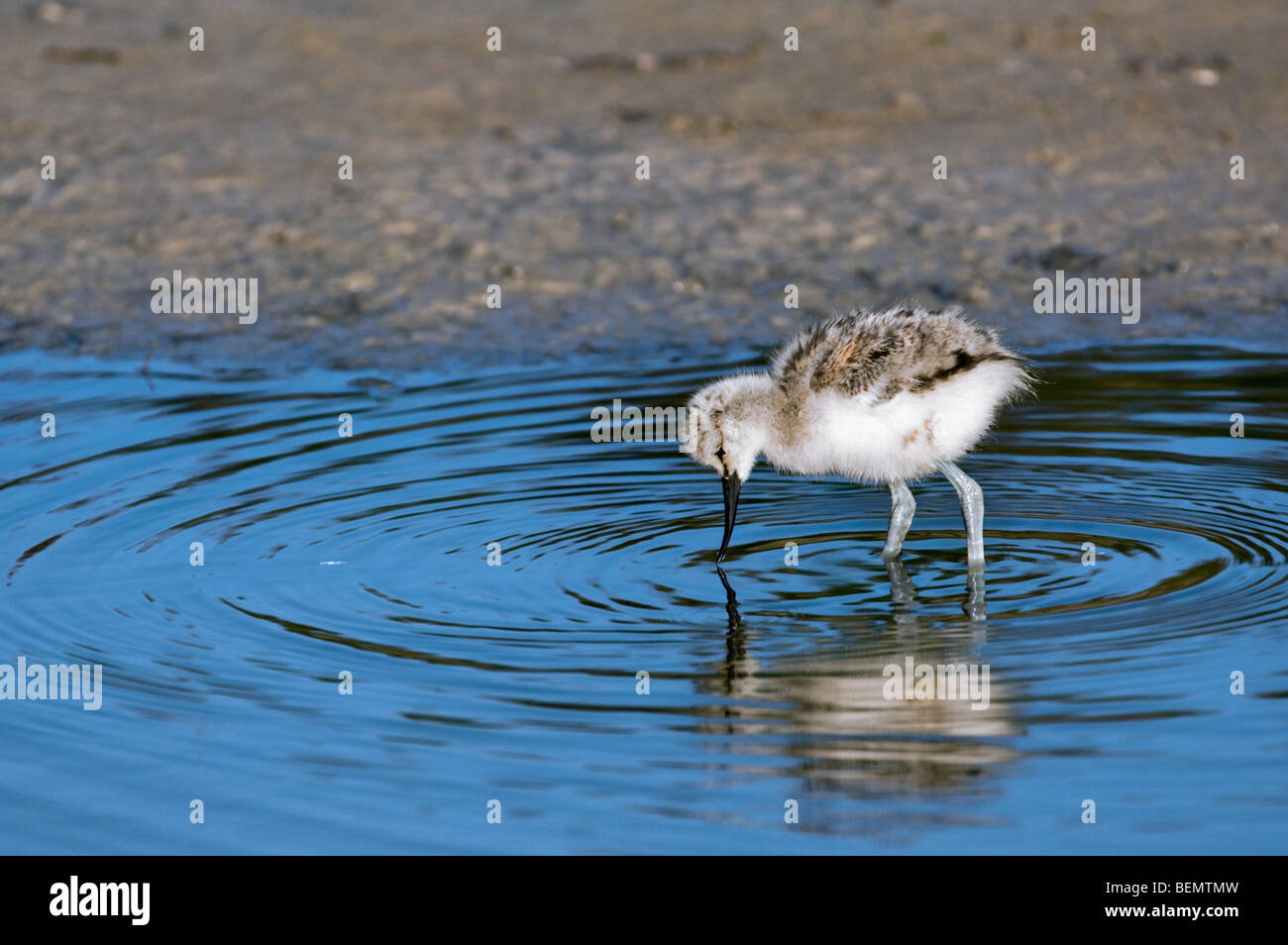 Pied Avocet chick (Recurvirostra avosetta) foraging in shallow water, Belgium Stock Photo