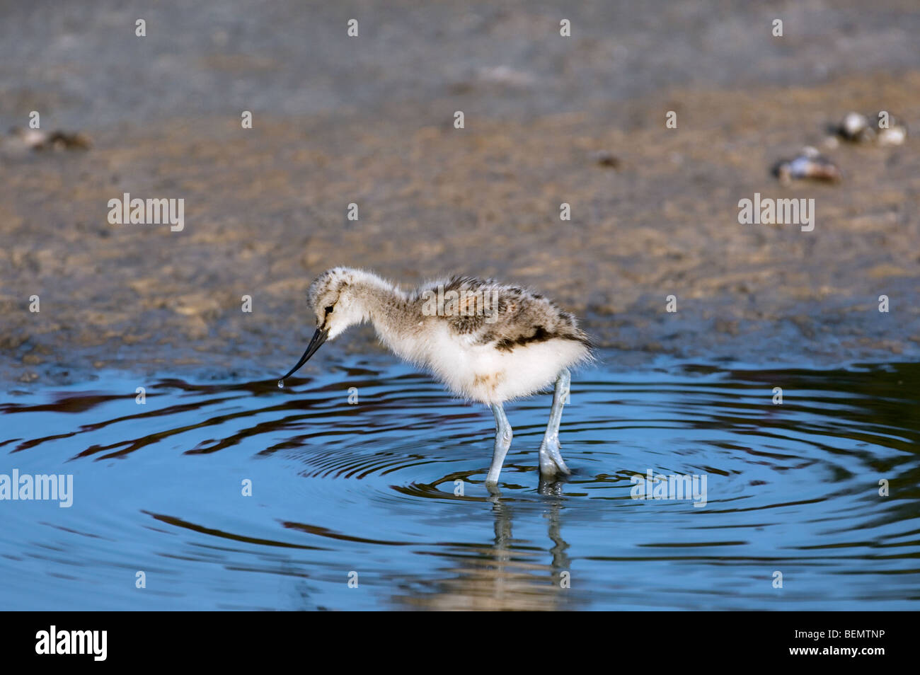 Pied Avocet chick (Recurvirostra avosetta) foraging in shallow water, Belgium Stock Photo