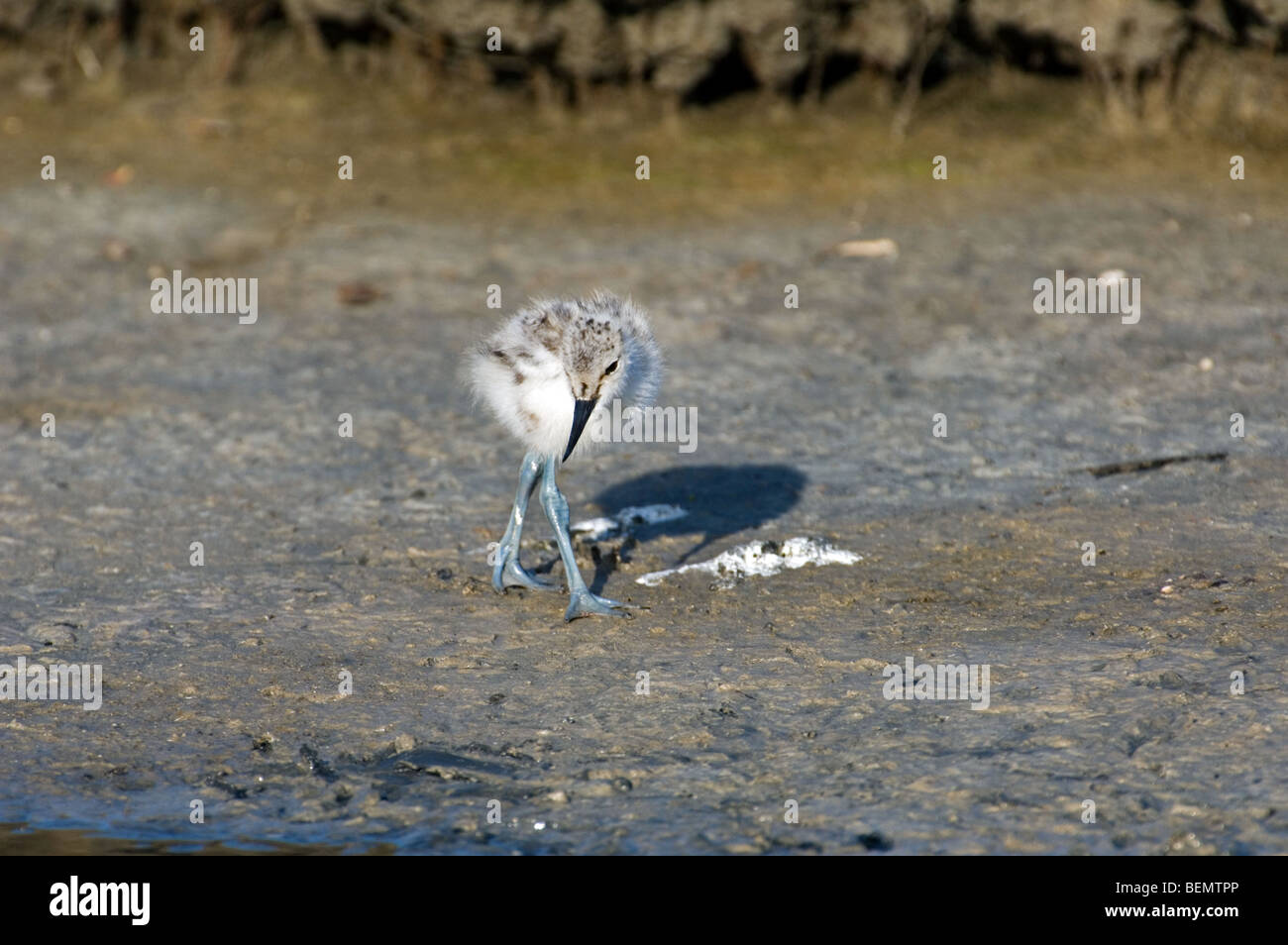 Pied Avocet chick (Recurvirostra avosetta) foraging along river bank, Belgium Stock Photo