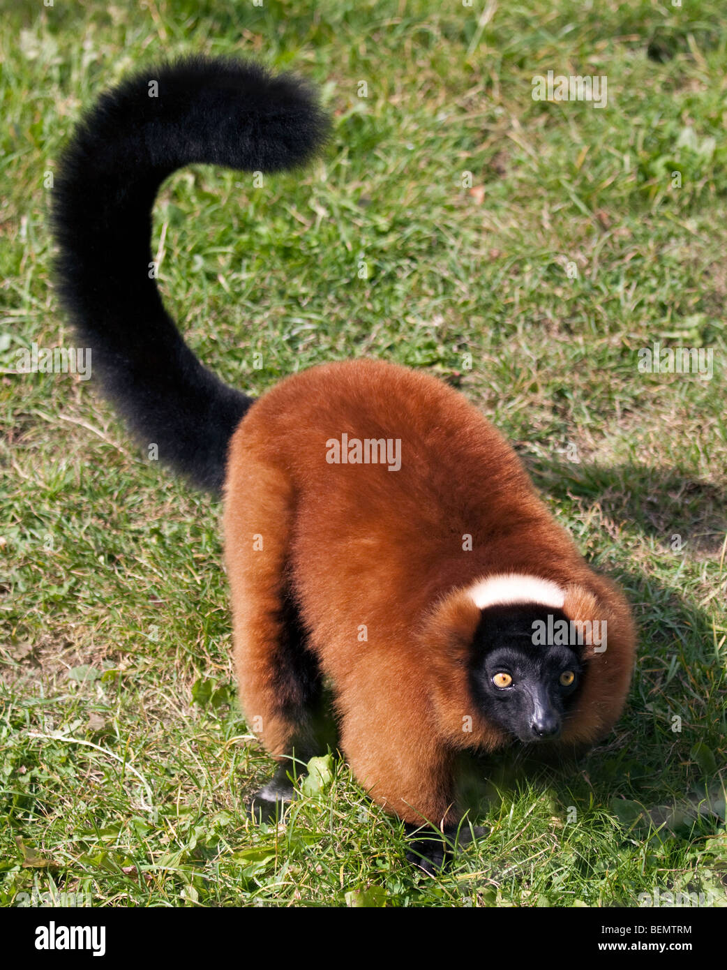 Red Ruffed Lemur (varecia variegata rubra) Stock Photo
