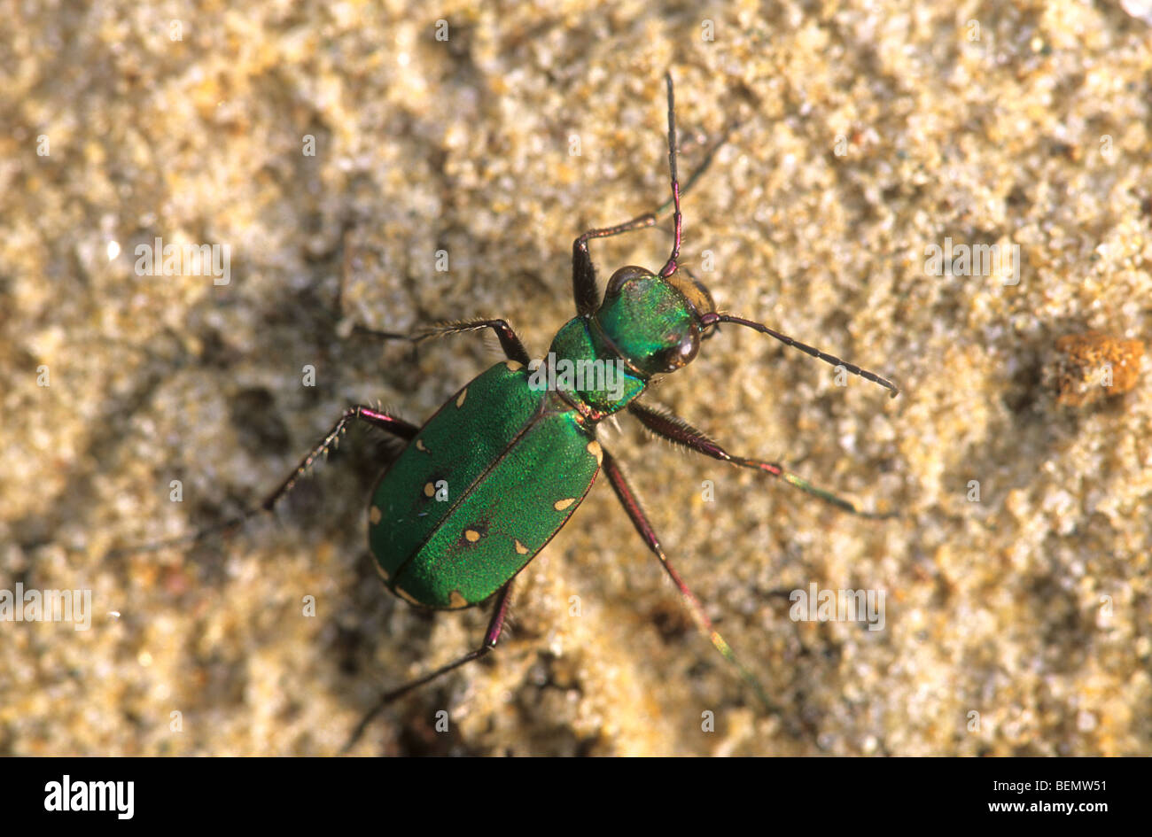 Green tiger beetle (Cicindela campestris) close-up portrait Stock Photo