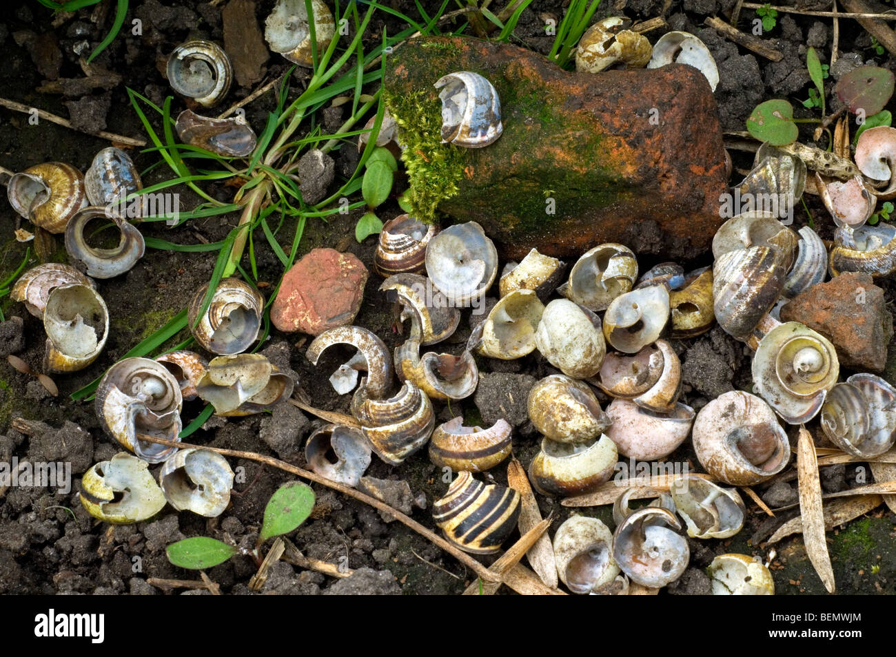 Broken snail shells at stones at song thrush's anvil (Turdus philomelos