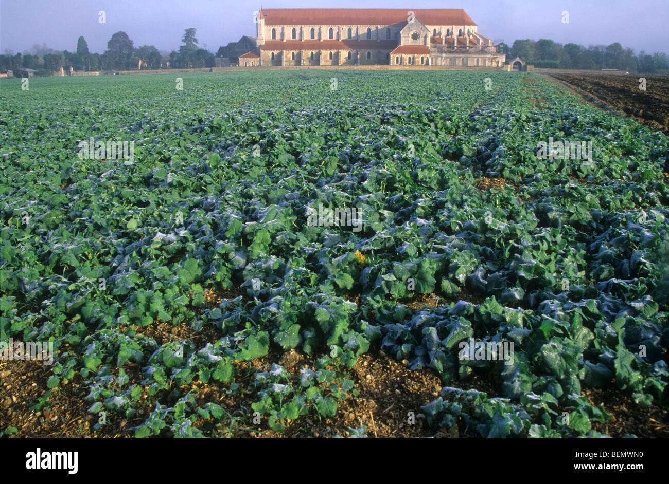 Field in front of abbey of Cistercians, Fontenay, Burgundy, France Stock Photo