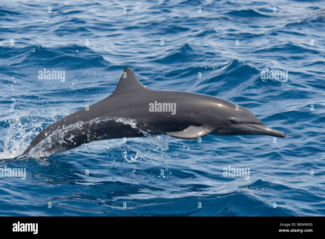 Central American Spinner Dolphin Stenella longirostris centroamericana. Costa Rica, Pacific Ocean. Stock Photo