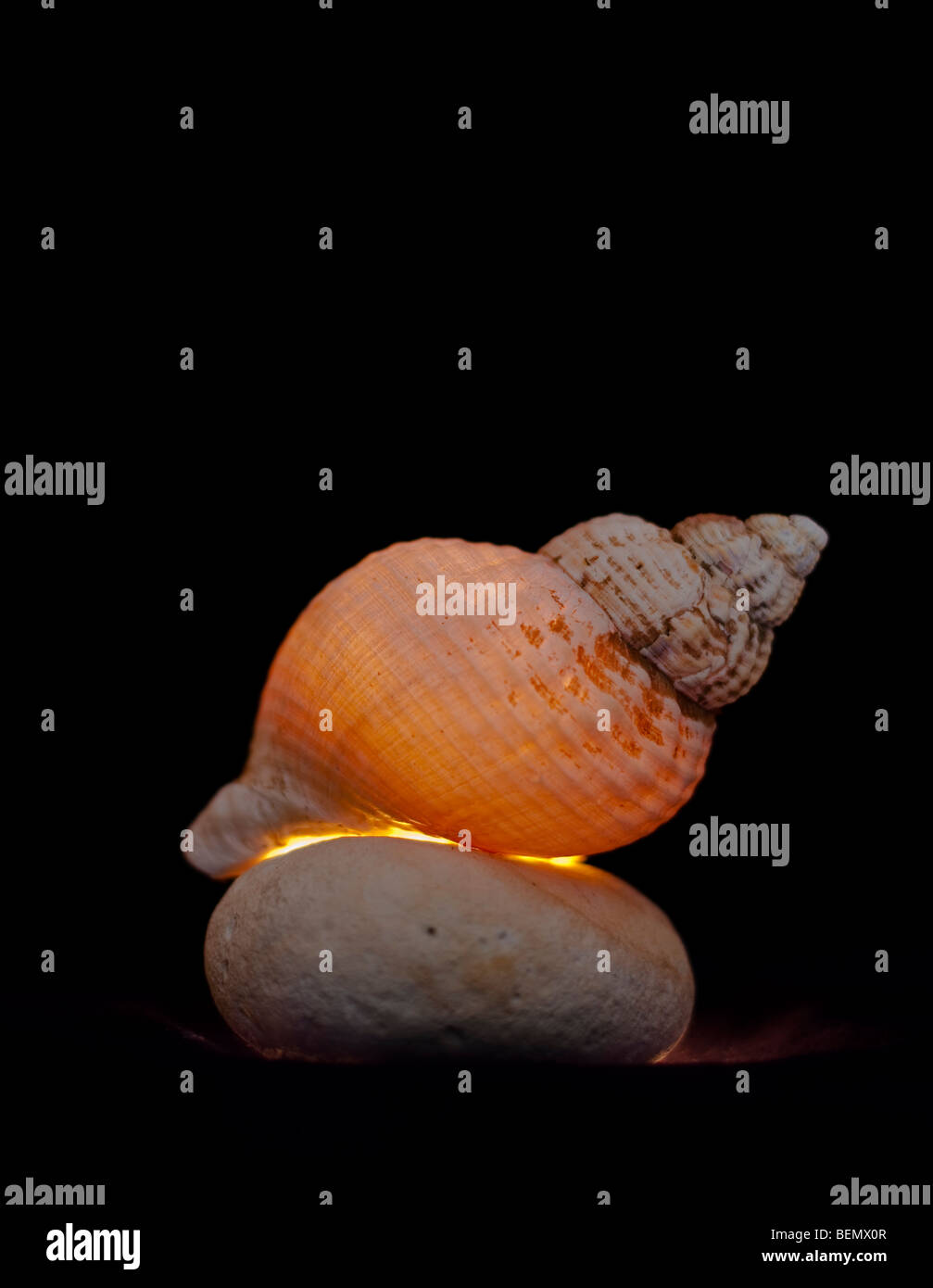 Seashell, light from a Stone Stock Photo Alamy