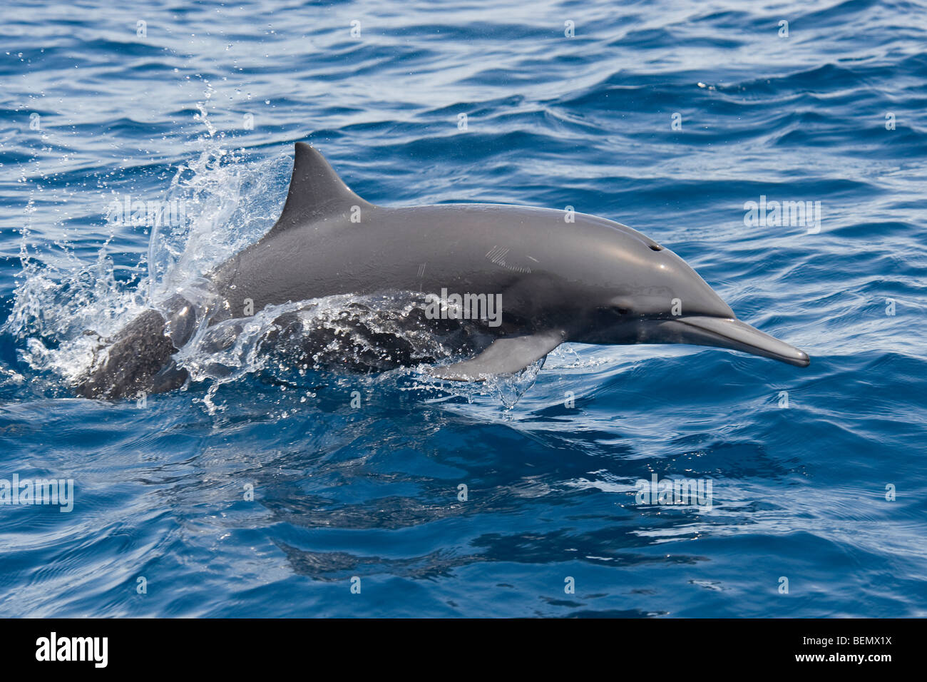 Central American Spinner Dolphin Stenella longirostris centroamericana. Costa Rica, Pacific Ocean. Stock Photo