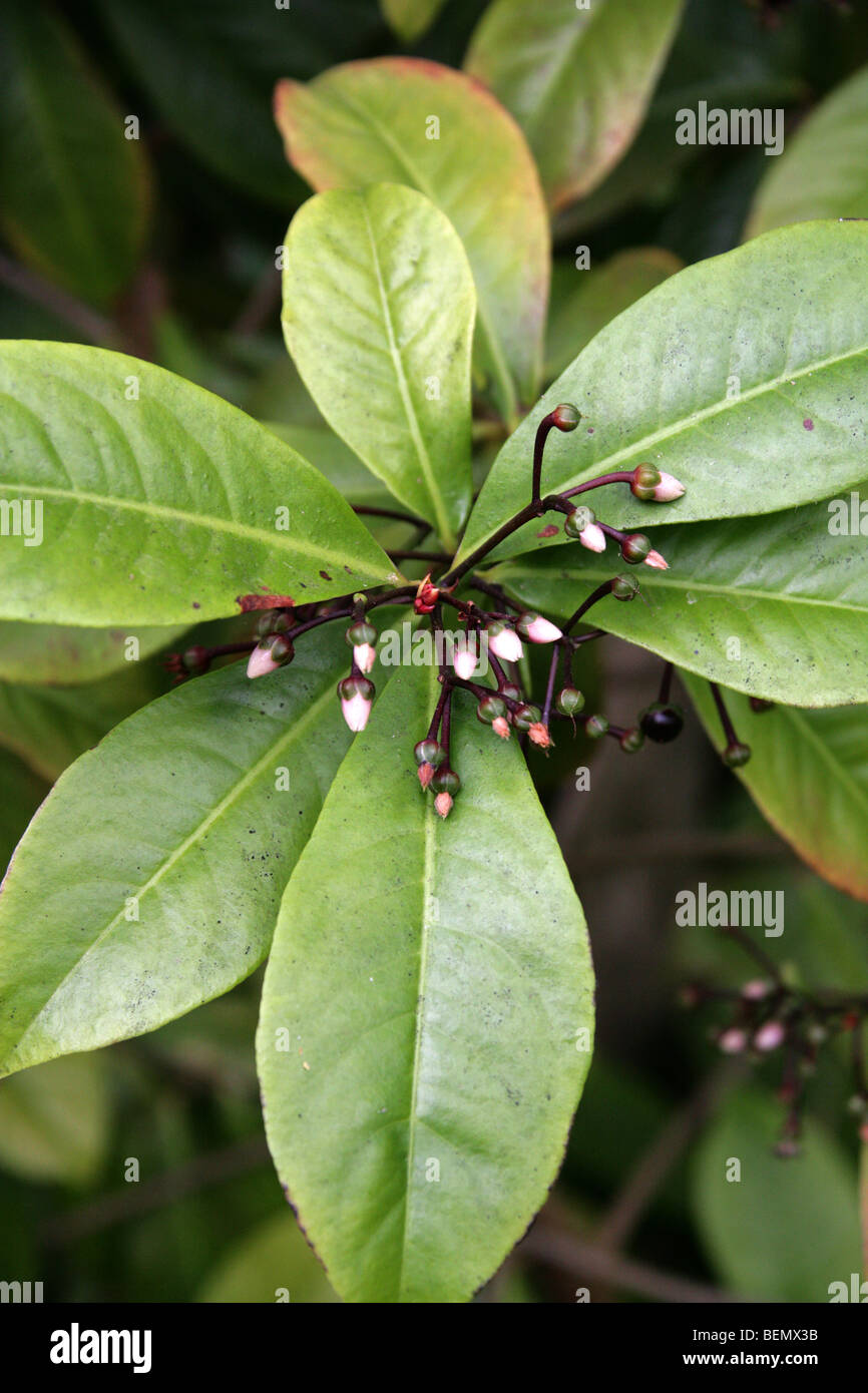 Ardisia or Low Shoebutton, Ardisia humilis, Myrsinaceae, Himalayas, Asia. Stock Photo