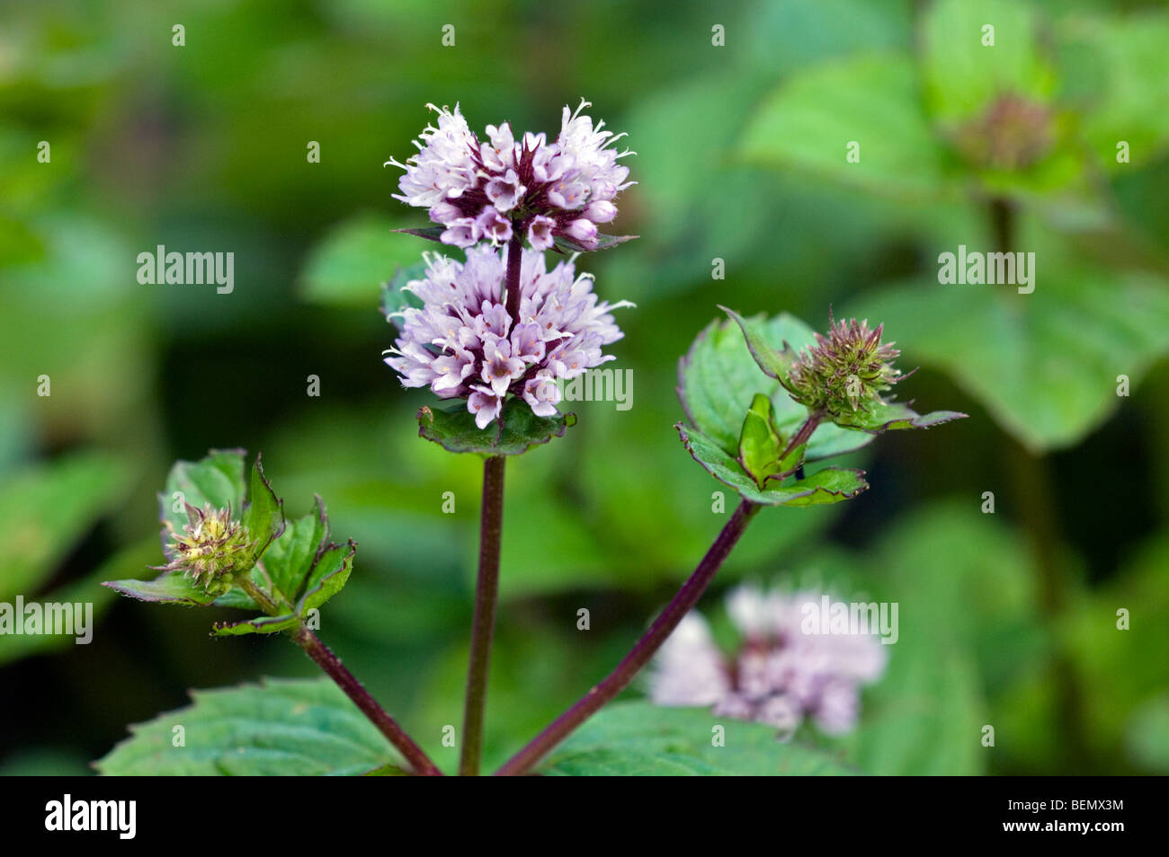 Peppermint in flower (Mentha x piperita), Belgium Stock Photo