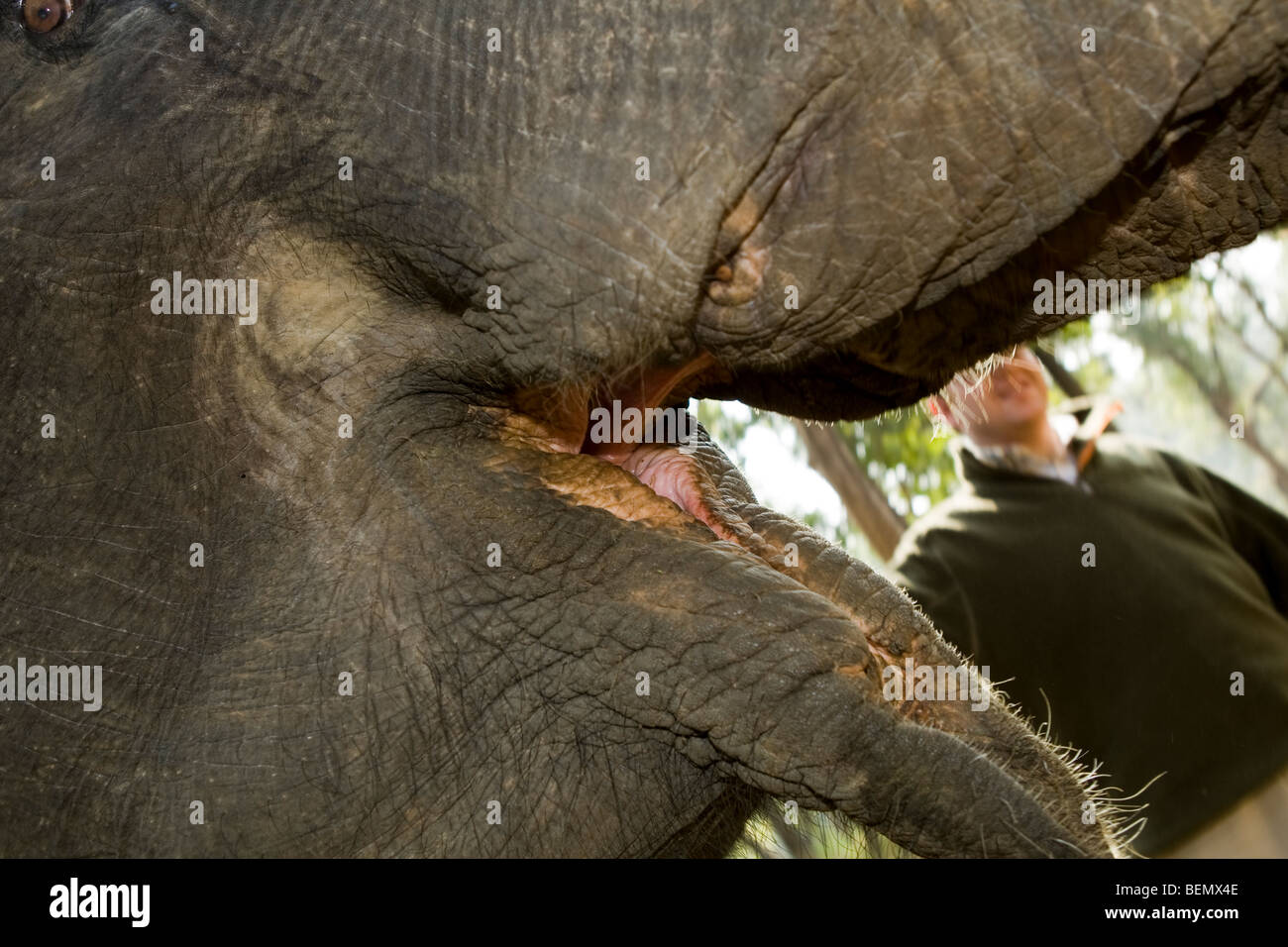 Mouth of Asian / Indian elephant, awaiting food with mahout, Kanha National Park, India Stock Photo
