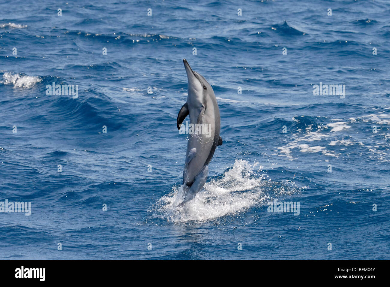 Spinner Dolphin, Stenella longirostris, spinning, Maldives, Indian Ocean. Stock Photo
