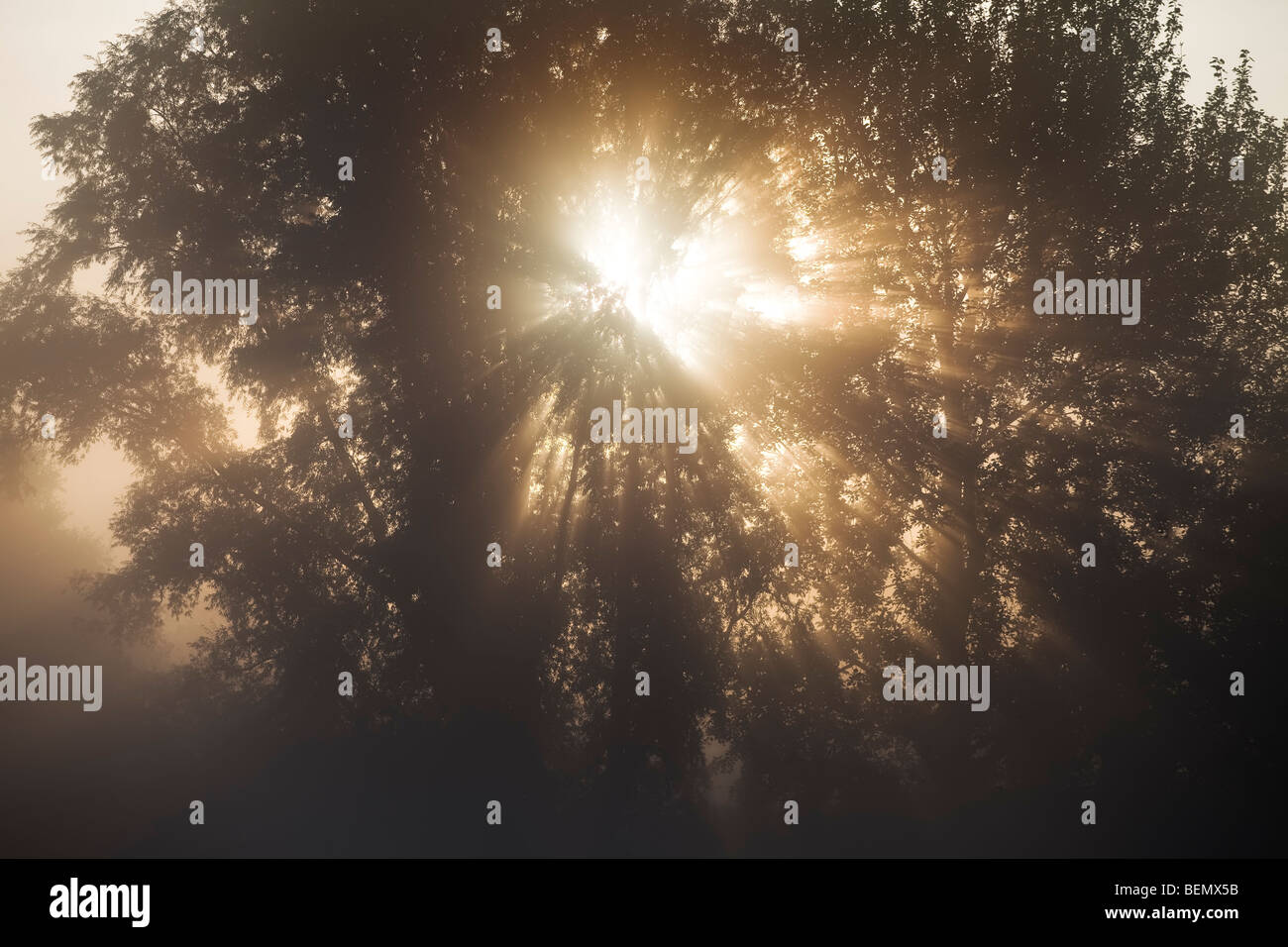 Sunbeams bursting through the mist and trees, Stock Photo