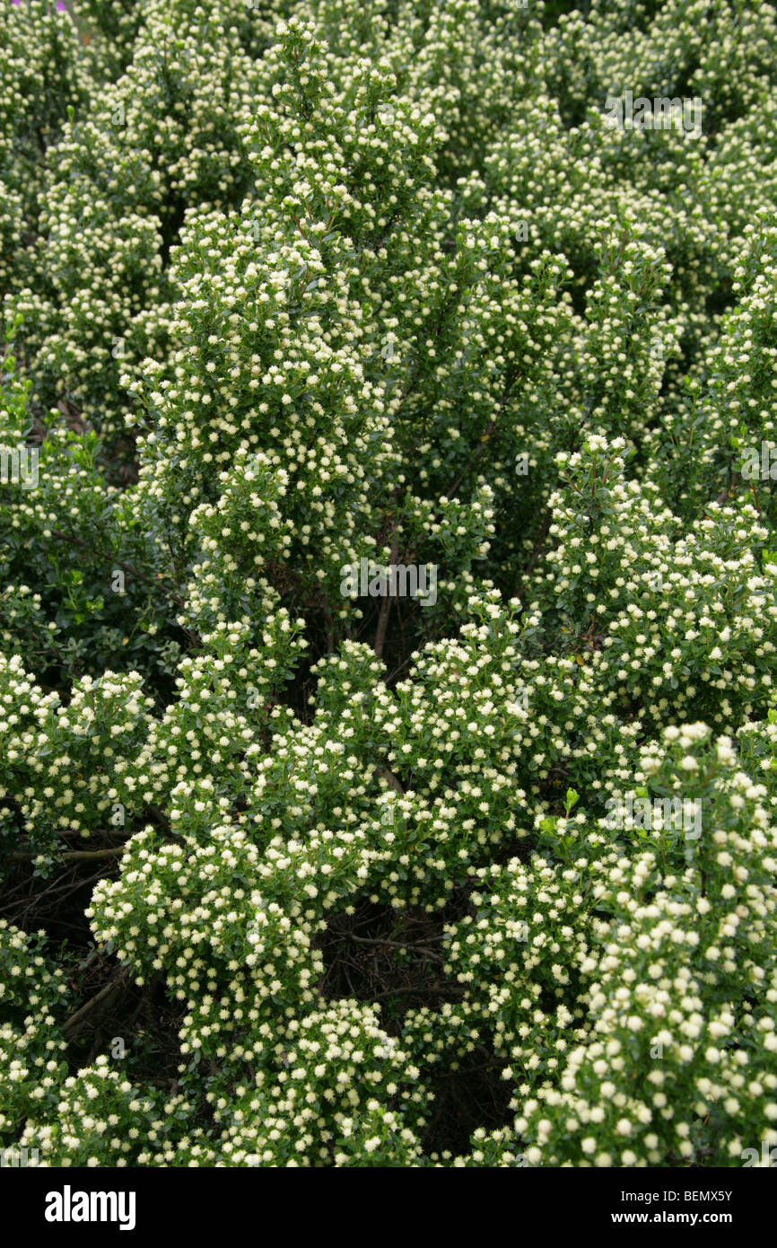 Patagonian Groundsel Tree, Baccharis patagonica, Asteraceae (Compositae) Southern Argentina, South America Stock Photo